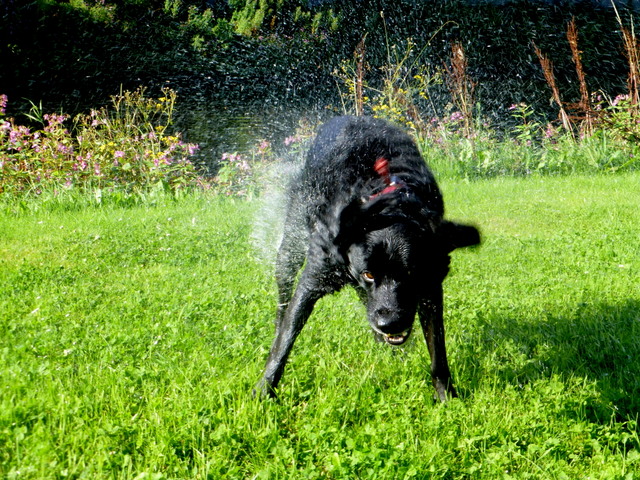 "Honcho" shakes off water, Omagh