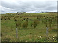 Rough grazing, Longland Quarries