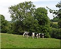 Grazing cattle at Hole