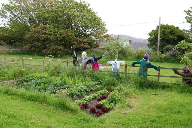 Scarecrows guarding the lettuce