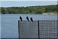 Three craws, Strathclyde Loch