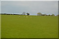 SW9551 : Sheep grazing by N Chadwick