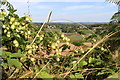 The Common Hop ( Humulus lupulus - L.) growing in the hedgerow on The Line at Linton Hill