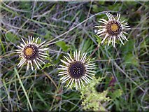 TQ1350 : Wildflowers of chalk downland: carline thistle (Carlina vulgaris) at Ranmore (2) by Stefan Czapski