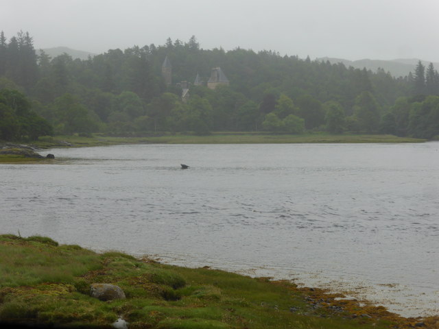 Basking seal at the mouth of the River Aline