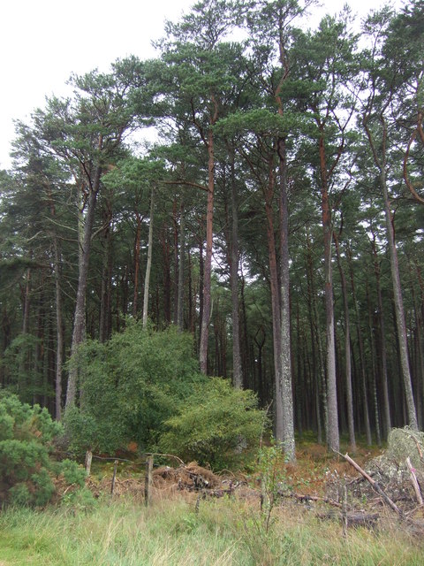 Balblair Wood