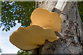 Bracket fungi on Horse Chestnut tree (Bottom view)