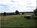 Paddock and sheep, Oswaldkirk