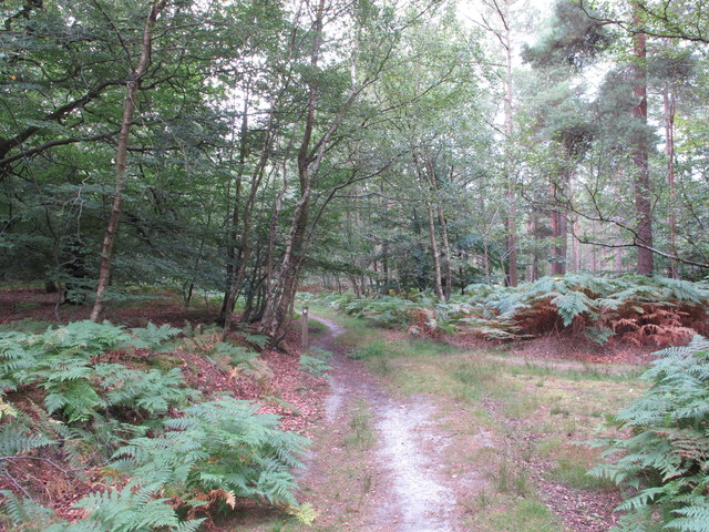 Permissive path waymark on post in Dorney Wood