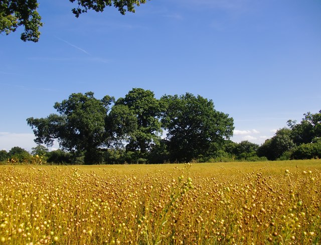 A field of ripe flax, near Gospel Green