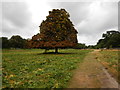 Richmond Park - Path near Pembroke Lodge