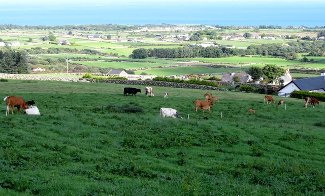 Cattle grazing on rich pasture above the Head Road