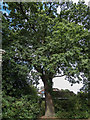 Large Oak Tree  in Grounds of Thomas Lipton House, Chase Side, Southgate, London N14