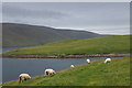 HU3731 : Sheep at Houss, Burra by Mike Pennington