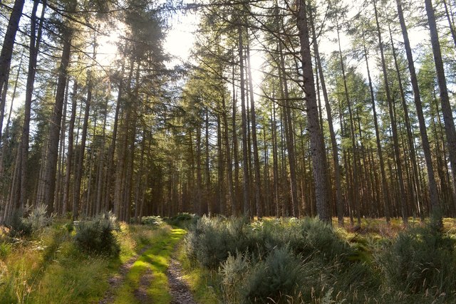 Forest Track on Hill of Fare, Aberdeenshire