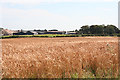 Looking towards Coulterfanny