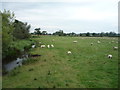 Grazing beside the River Blithe