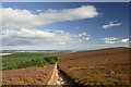 NJ7103 : Track near Greymore Hill, Aberdeenshire by Andrew Tryon