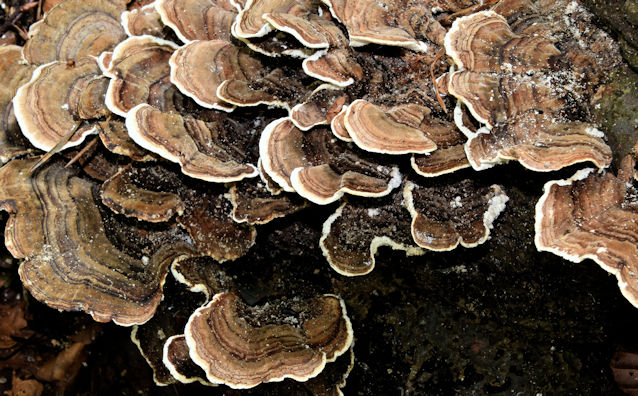 Fungus, Glenlyon, Holywood (September 2016)