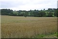 Wheat field near Pallet Hill