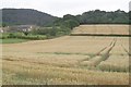 Wheat field near Pallet Hill