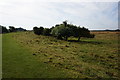 Figham Pasture, Beverley