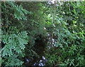 Bushby Brook upstream from footbridge