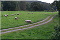 Sheep in field by the bridge at Grindleford