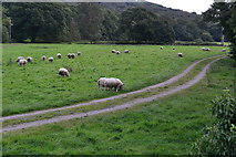 SK2477 : Sheep in field by the bridge at Grindleford by David Martin