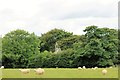 Sheep grazing by St Mary