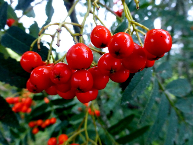 Rowan tree berries, Deroran © Kenneth Allen cc-by-sa/2.0 :: Geograph ...