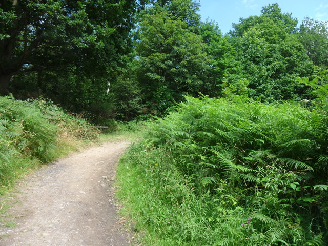 Footpath and Seat in Chopwell Wood