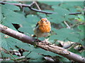 A  friendly  Robin  in  Puzzle  Wood