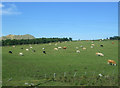 Cattle grazing near Bower Quarry