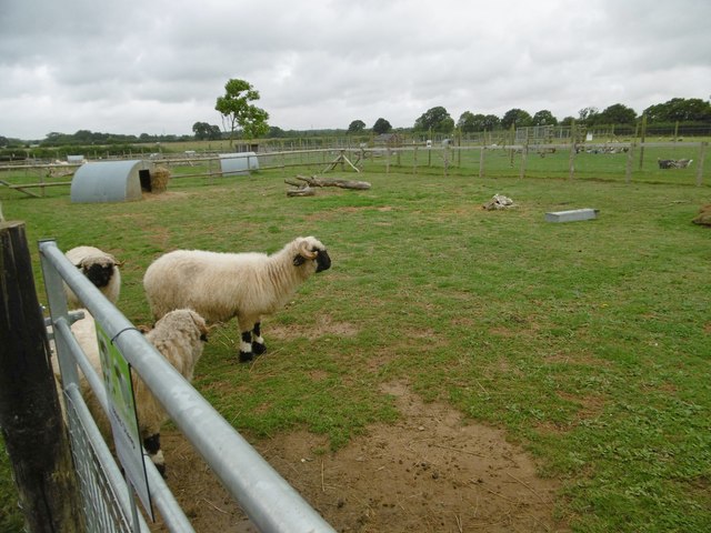 Organford, sheep