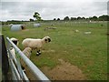 Organford, sheep