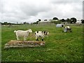 Organford, goats