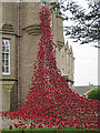 Poppy Window