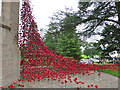 Poppy Window