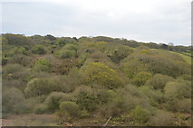 SW7843 : Wooded landscape by N Chadwick