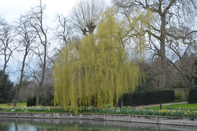 Weeping willow by the River Cam