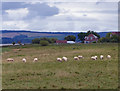 Grazing sheep at Devil