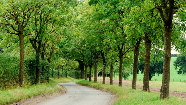 Avenue of young ash trees