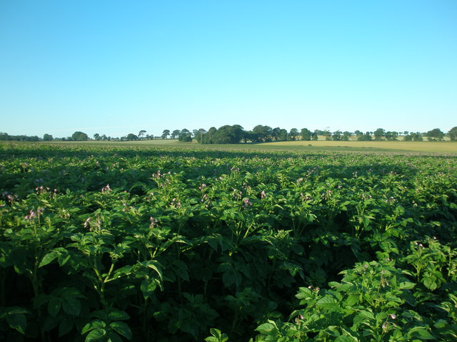 Maris Piper potatoes, Rossie by Montrose © Adrian Diack cc-by-sa/2.0 ...