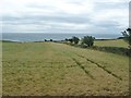 SC4789 : Windswept barley field, west of Ballafayle e callow by Christine Johnstone