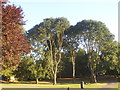 Trees in Malcolm Park, Hendon