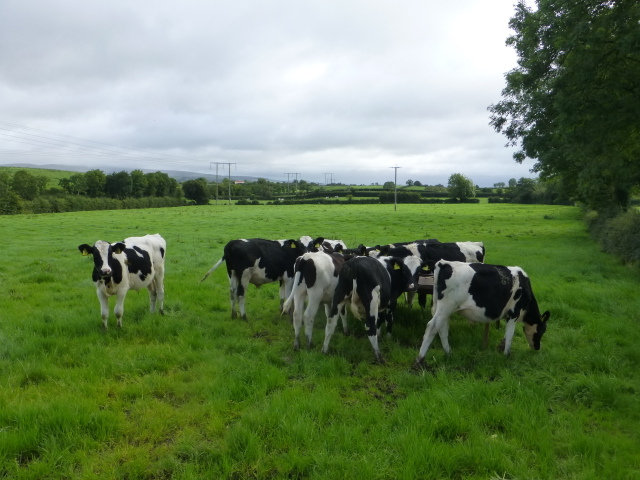 Calves, Aghagallon © Kenneth Allen :: Geograph Ireland