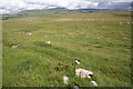 SD7773 : View over moorland at Sulber towards Pen-y-Ghent by Roger Templeman