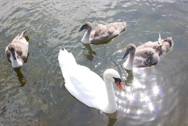 Swan and Cygnets at Llanfairfechan