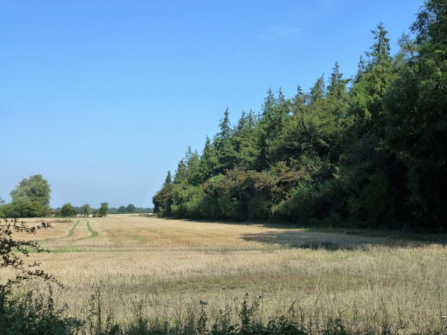 Harvested field and tree plantation near Fodderstone Gap, Norfolk